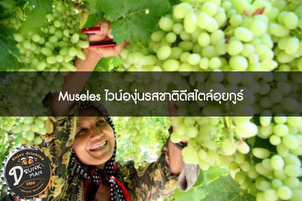 Museles ไวน์องุ่นรสชาติดีสไตล์อุยกูร์